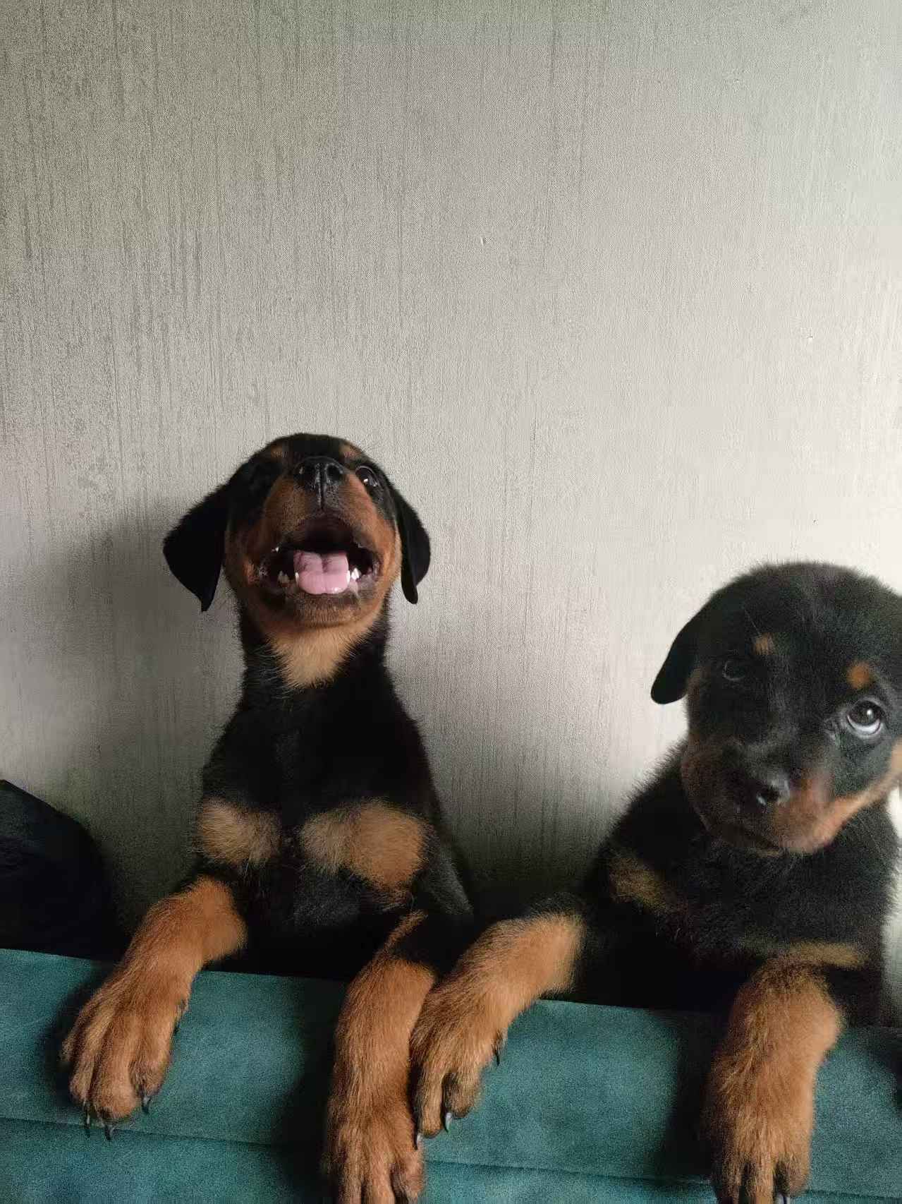 自家繁殖罗威纳幼犬